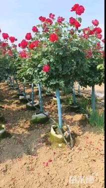 高度180厘米月季