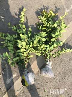 高度40厘米金森女贞