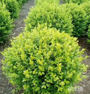 冠幅180厘米瓜子黄杨球