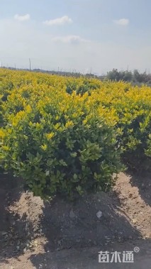 冠幅100厘米金森女贞球