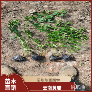 高度50厘米云南黄馨