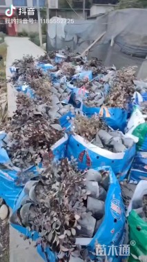 高度30厘米红花继木小苗