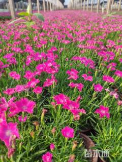 高度10厘米欧石竹