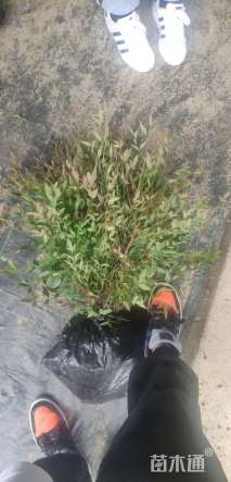 高度35厘米南天竹