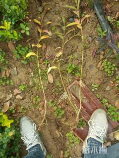 高度80厘米连翘