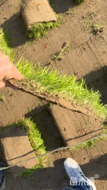 草块状中华结缕草