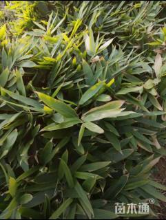 地栽苗箬竹