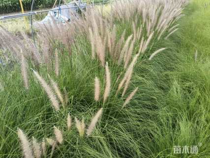 高度40厘米羽绒狼尾草
