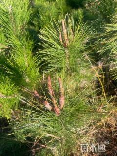 高度100厘米油松