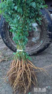 高度150厘米紫穗槐小苗