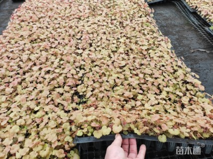 高度10厘米矾根