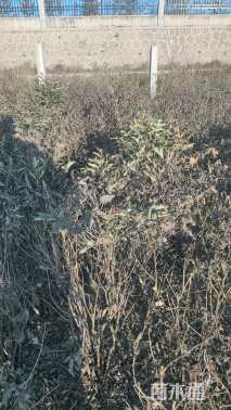 高度65厘米牡丹