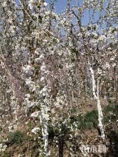 4公分雪喷泉垂枝樱