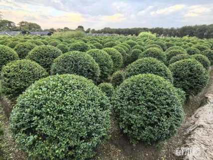 冠幅150厘米小叶女贞球