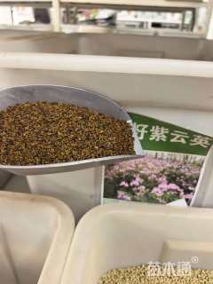 紫云英种子紫云英种子