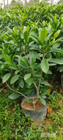 高度10厘米非洲茉莉
