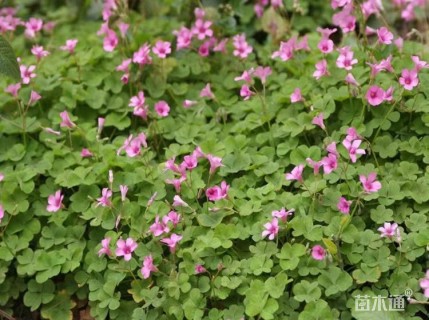 高度20厘米红花酢浆草