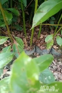 高度80厘米香樟小苗