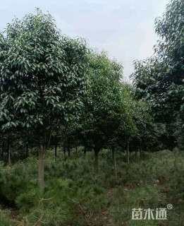 15公分红果冬青