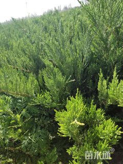 高度40厘米沙地柏