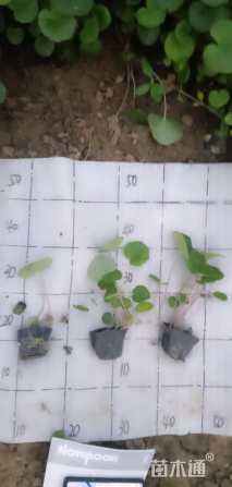 高度16厘米大吴风草