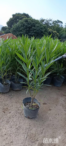 高度20厘米夹竹桃