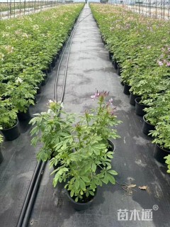 高度25厘米醉蝶花