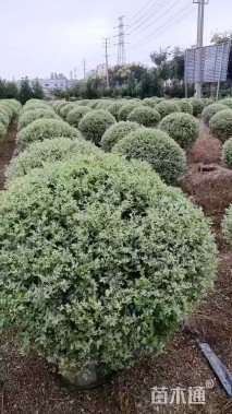 冠幅80厘米银姬小蜡球