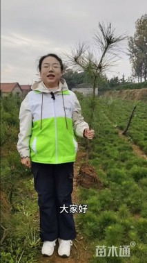 高度150厘米油松