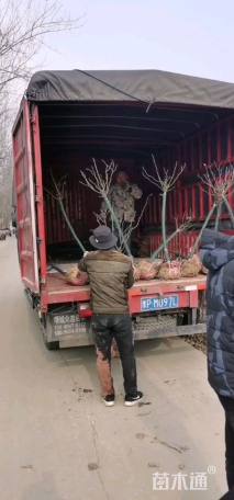 高度80厘米月季