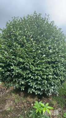 冠幅200厘米茶梅球