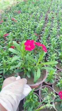 高度20厘米长春花