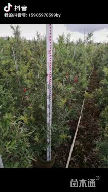 高度100厘米美花红千层