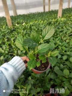 高度30厘米八仙花