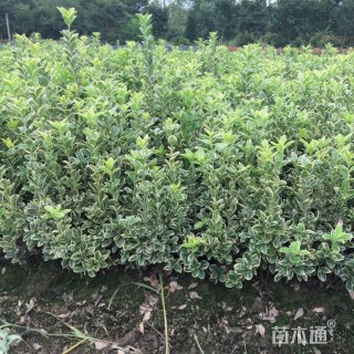 高度40厘米金边黄杨