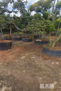 15公分柿树
