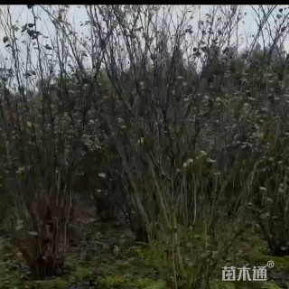 高度400厘米丛生紫荆