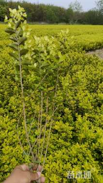 高度45厘米金叶女贞