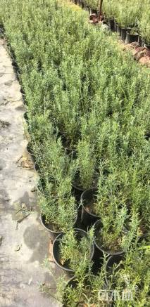 高度38厘米柳叶星河