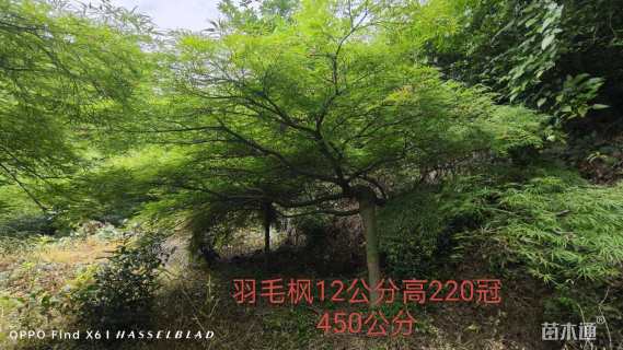 高度150厘米羽毛枫