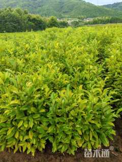 高度80厘米火力楠小苗