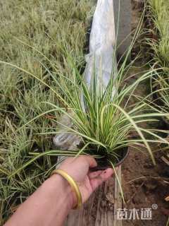 高度15厘米金叶苔草