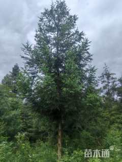 18公分北美红杉