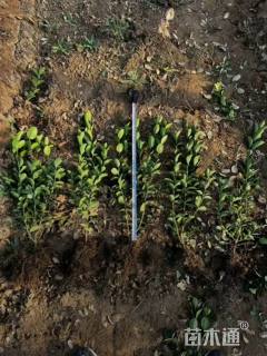 高度40厘米大叶黄杨