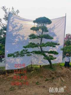 17公分造型黑松