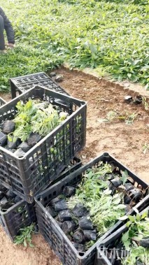 高度20厘米美丽月见草