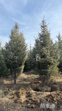 高度500厘米云杉