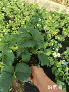 高度10厘米草莓