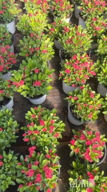 高度20厘米虎刺梅