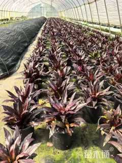 高度20厘米半边莲